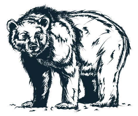 bear illustration
